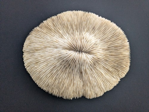 Natural mushroom coral - mushroom,