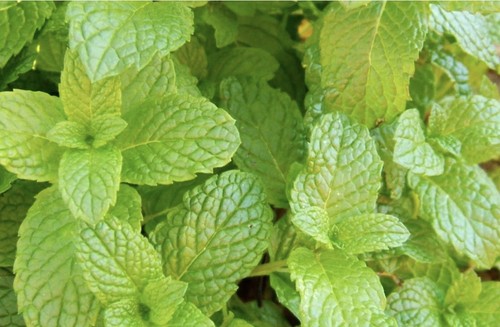 Variegated spearmint potted