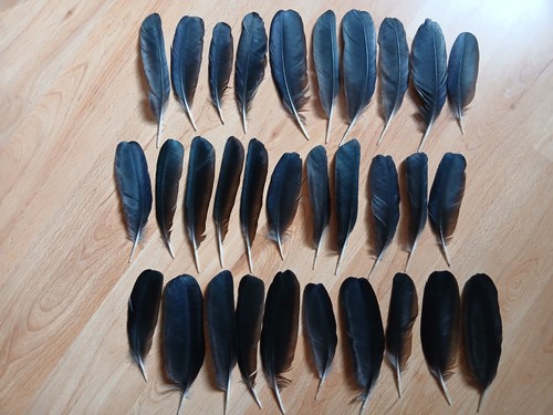 Small crow wing - 30, feathers