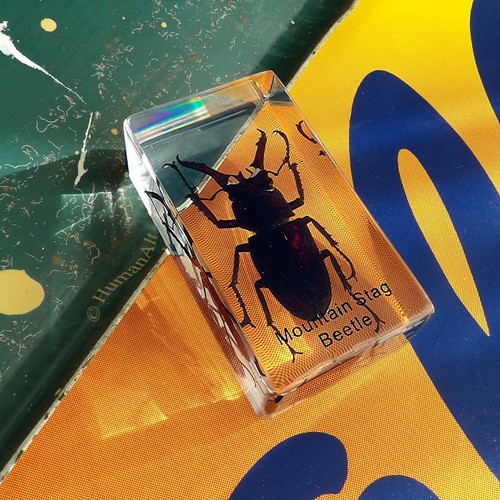 Real insect paperweight - insect,