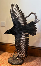 Taxidermy crow with white - with,
