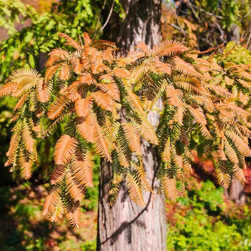 Dawn redwood tree - tree, 12-24"
