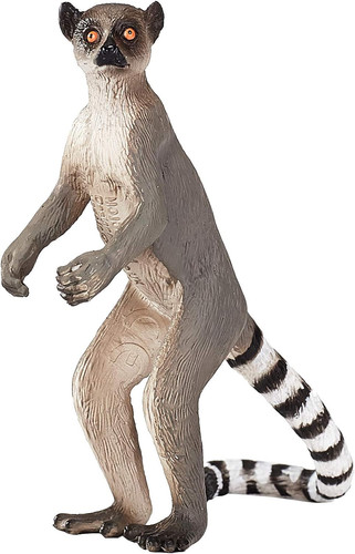 Ringtail lemur wildlife animal - lemur,