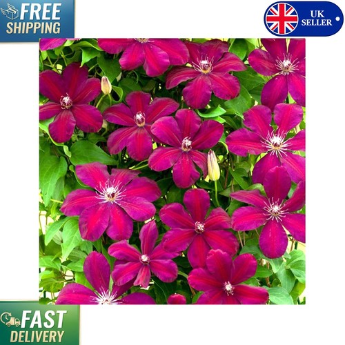 Vibrant clematis rouge - clematis, 'rouge