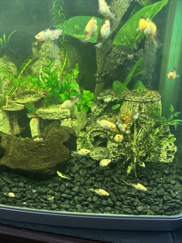 Stunning 3mo black white - 3mo,