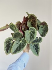 Begonia burkillii Houseplant