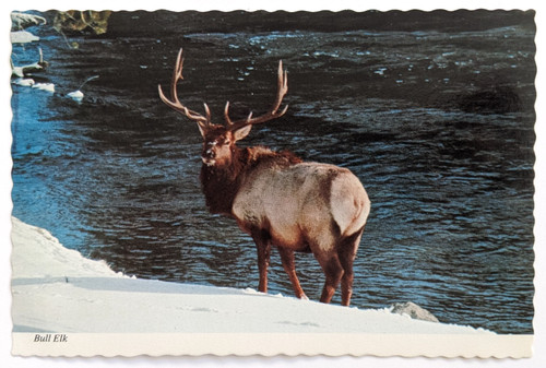 Yellowstone national park wy - yellowstone,