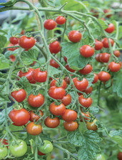 Tomato Sweet Million 3 Plug
