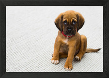 puppy pug dog Framed Wall Art