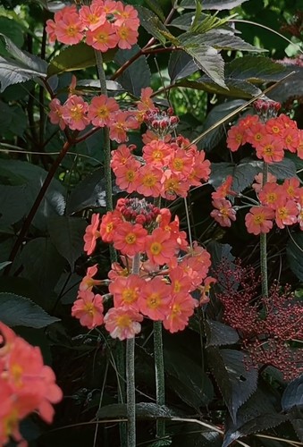 Primula primrose candelabra - primula,