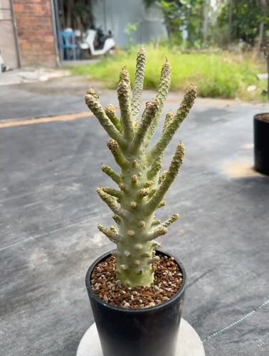 5cm rare live - 5.5cm, plant