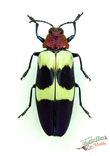 Chrysochroa buqueti rugicollis - buqueti,