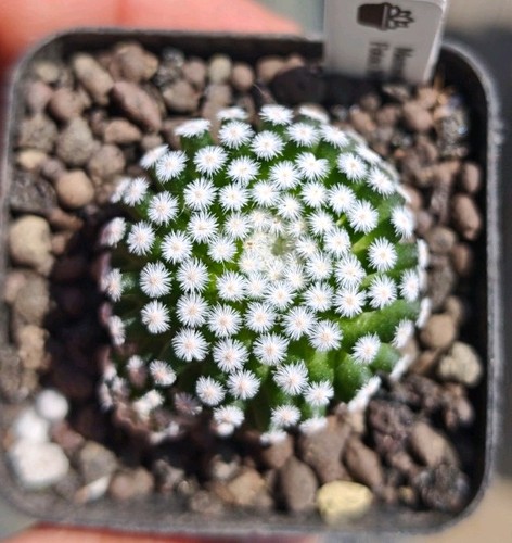 Mammillaria fotou shunsei - mammillaria,