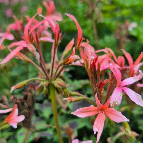 Pelargonium stellar bird - pelargonium,