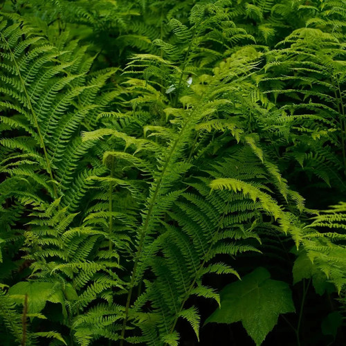 Athyrium filix femina lady - athyrium,
