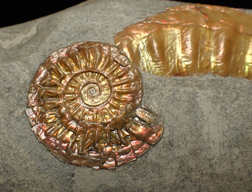 Juvenile iridescent caloceras - juvenile,