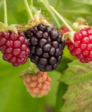 Tayberry - Rubus Buckingham