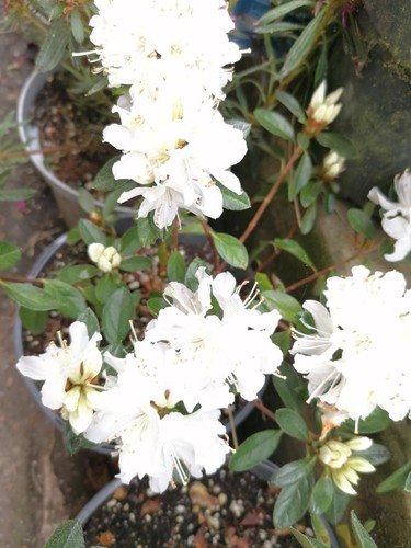Bare root white japanese - white,