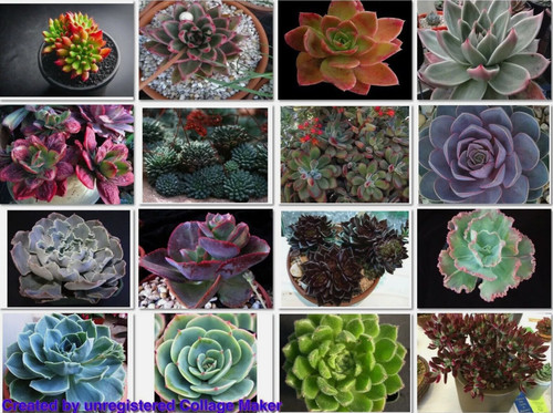 Succulent seeds echeveria - seeds, --echeveria