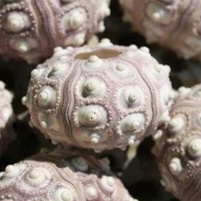 Sputnik Sea Urchin | Pack of 3