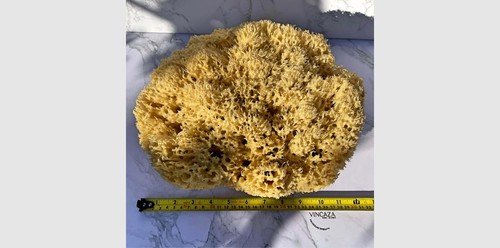 24cm giant ocean sponge - 22-24cm,