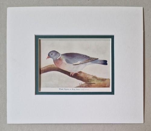 Wood pigeon ring dove - k.s., pigeon/ring