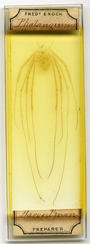 Antique microscope slide - slide, by