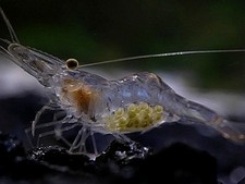 200 live shrimp - 200,