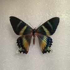 Alcides orontes Moth Set