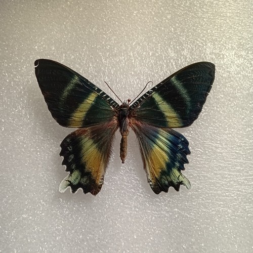 Alcides orontes moth set - alcides,