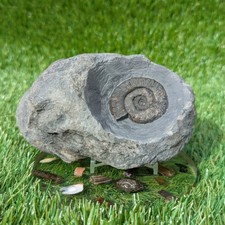 Fossil block of ammonite