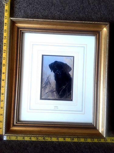 John trickett black labrador - john,