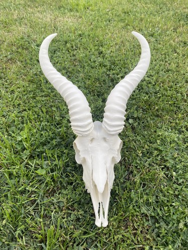 Replica springbok skull and - replica,
