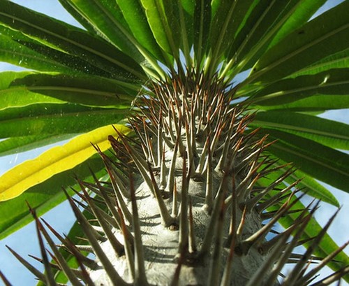 Pachypodium lamerei 10 seeds - pachypodium,
