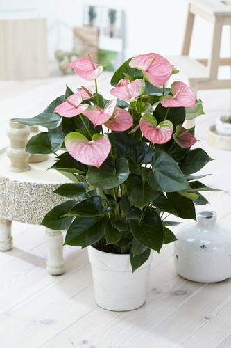 Pink flamingo flower - x,