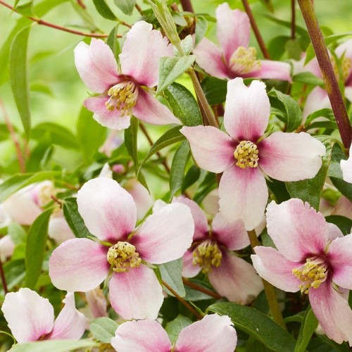 Philadelphus petite perfume - philadelphus,