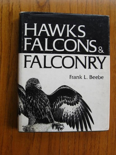 Hawks falcons falconry - hawks, &