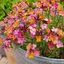 Wallflower 'Constant Cheer'. Plug Plant x 4. Long flowering perennial. Erysimum
