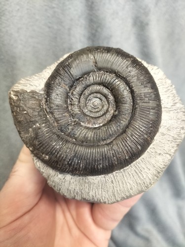 Top quality dactylioceras - top,