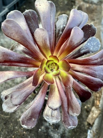 Aeonium schwarzkopf house leek - schwarzkopf,