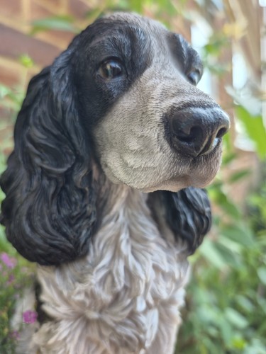 Realistic black white cocker - realistic,