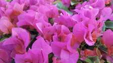 Bougainvillea La Jolla |Plug