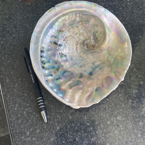 Large natural abalone - abalone, shell