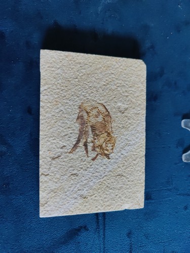 Fossilized fish large - fossilized,