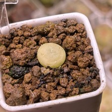 Exact Plant，1pc Conophytum