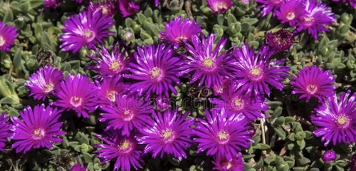 Delosperma cooperi purple - 5x,