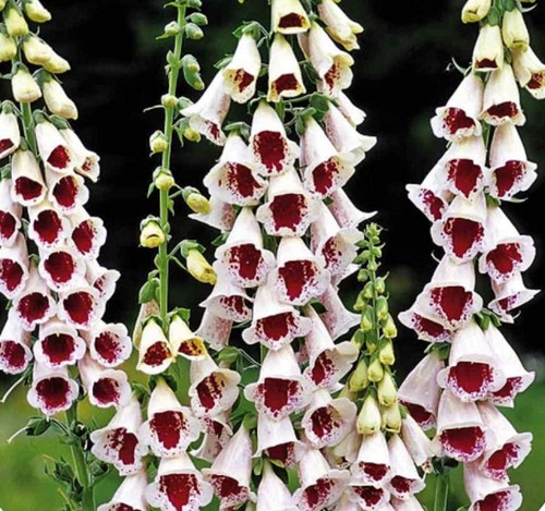 Foxglove digitalis elsie - foxglove,