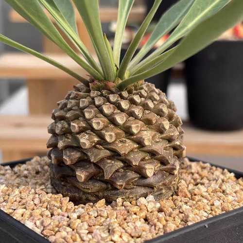 Euphorbia bupleurifolia - euphorbia,