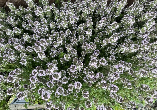 Thymus lemon - ‘lemon’,