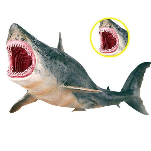 Megalodon prehistoric shark - megalodon-prehistoric,